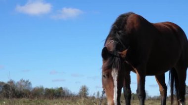 Atlar tarlada otlar. Tarım. Atlara bakmak..