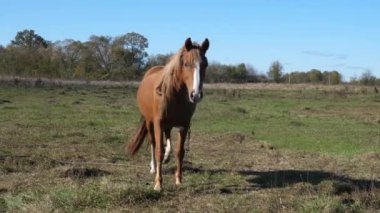 Atlar tarlada otlar. Tarım. Atlara bakmak..