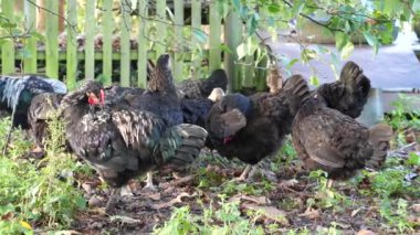 Kırsal bir çiftlikte tavuklar. Tarım. Kümes hayvanları. Çiftleşen tavuklar.