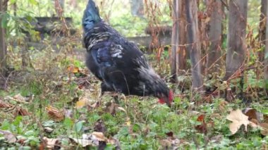 Kırsal bir çiftlikte tavuklar. Tarım. Kümes hayvanları. Çiftleşen tavuklar.