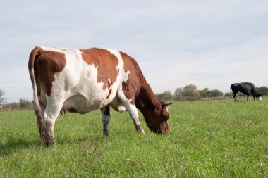 İnekler çiftliğin otlaklarında otlarlar. Tarım. Sığır yetiştiriciliği.