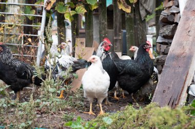 Kırsal bir çiftlikte tavuklar. Tarım. Kümes hayvanları. Çiftleşen tavuklar.