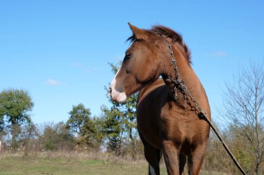 Atlar tarlada otlar. Tarım. Atlara bakmak..