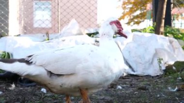Çiftlikteki evcil ördekler. Ördeklerin bakımı ve üremesi.