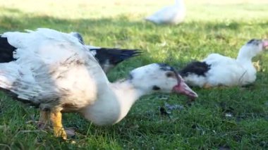 Çiftlikteki evcil ördekler. Ördeklerin bakımı ve üremesi.