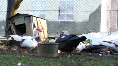 Çiftlikteki evcil ördekler. Ördeklerin bakımı ve üremesi.