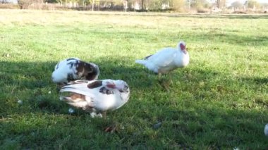 Çiftlikteki evcil ördekler. Ördeklerin bakımı ve üremesi.
