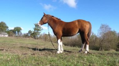 Atlar tarlada otlar. Tarım. Atlara bakmak..