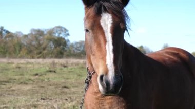 Atlar tarlada otlar. Tarım. Atlara bakmak..