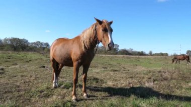 Atlar tarlada otlar. Tarım. Atlara bakmak..