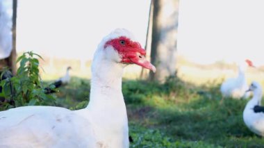 Çiftlikteki evcil ördekler. Ördeklerin bakımı ve üremesi.