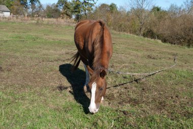 Atlar tarlada otlar. Tarım. Atlara bakmak..
