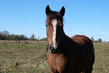 Atlar tarlada otlar. Tarım. Atlara bakmak..