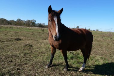 Atlar tarlada otlar. Tarım. Atlara bakmak..