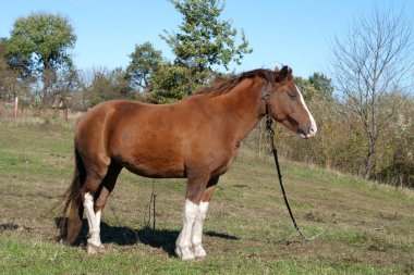 Atlar tarlada otlar. Tarım. Atlara bakmak..