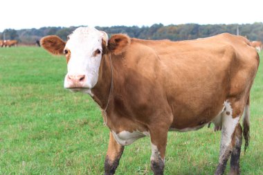 İnekler çayırda otlar. Tarım. Sığır yetiştiriciliği.
