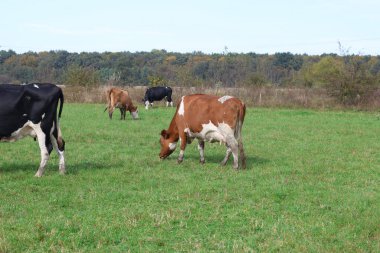 İnekler çayırda otlar. Tarım. Sığır yetiştiriciliği.