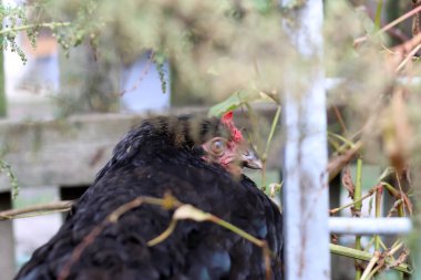 Kırsal bir çiftlikte tavuklar. Tarım. Kümes hayvanları. Çiftleşen tavuklar.
