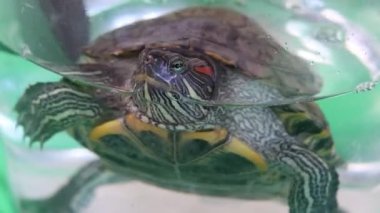 İnsanlar kırmızı kulaklı bir kaplumbağayla ilgilenir ve onunla oynarlar..