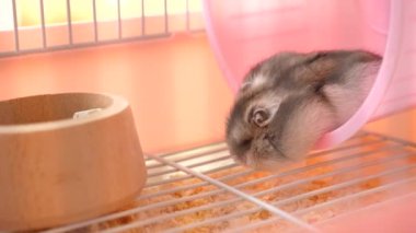 İnsanlar hamsterla ilgileniyor ve oynuyorlar..