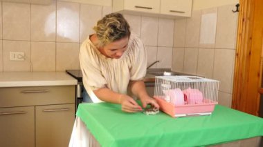 İnsanlar hamsterla ilgileniyor ve oynuyorlar..