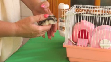 İnsanlar hamsterla ilgileniyor ve oynuyorlar..