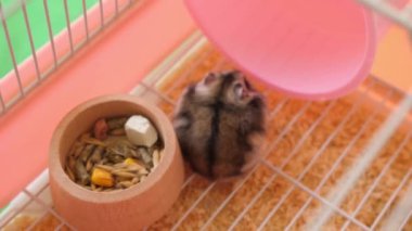 İnsanlar hamsterla ilgileniyor ve oynuyorlar..