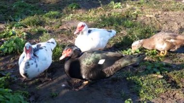 Çiftlikteki evcil ördekler. Ördeklerin bakımı ve üremesi.