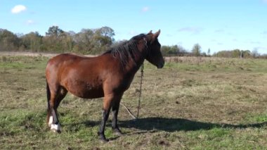 Atlar tarlada otlar. Tarım. Atlara bakmak..