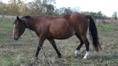 Atlar tarlada otlar. Tarım. Atlara bakmak..