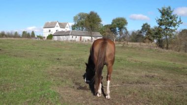 Atlar tarlada otlar. Tarım. Atlara bakmak..