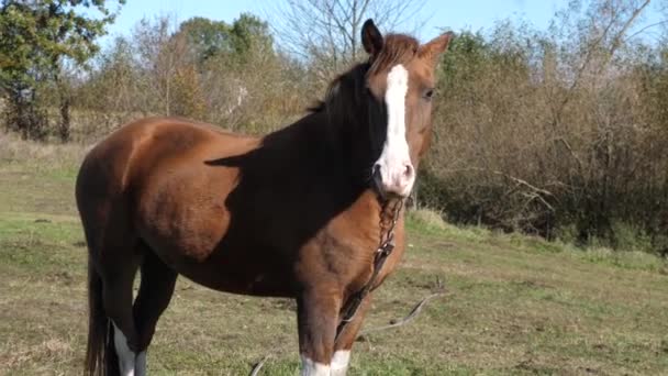 Les chevaux paissent dans les champs. L'agriculture. Prendre soin des chevaux.