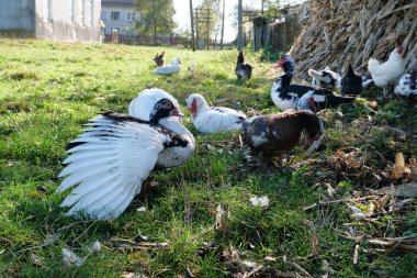 Çiftlikteki evcil ördekler. Ördeklerin bakımı ve üremesi.