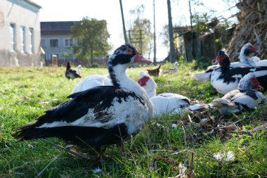 Domestic ducks on the farm. Care and breeding of ducks. clipart