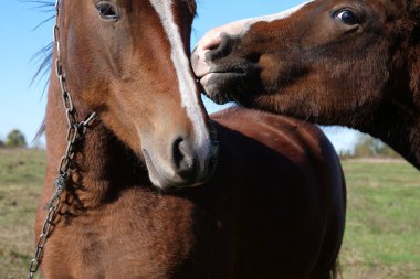 Atlar tarlada otlar. Tarım. Atlara bakmak..