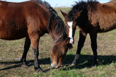 Atlar tarlada otlar. Tarım. Atlara bakmak..