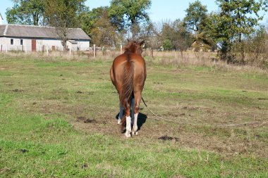 Atlar tarlada otlar. Tarım. Atlara bakmak..