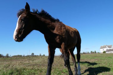 Atlar tarlada otlar. Tarım. Atlara bakmak..