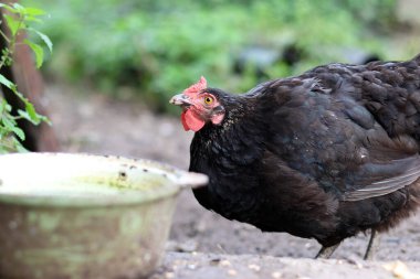 Kırsal bir çiftlikte tavuklar. Tarım. Kümes hayvanları. Çiftleşen tavuklar.