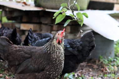 Kırsal bir çiftlikte tavuklar. Tarım. Kümes hayvanları. Çiftleşen tavuklar.