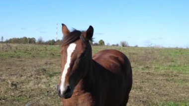 Atlar tarlada otlar. Tarım. Atlara bakmak..