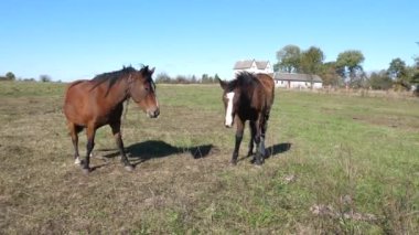 Atlar tarlada otlar. Tarım. Atlara bakmak..