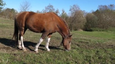 Atlar tarlada otlar. Tarım. Atlara bakmak..