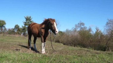 Atlar tarlada otlar. Tarım. Atlara bakmak..