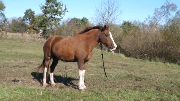 Les chevaux paissent dans les champs. L'agriculture. Prendre soin des chevaux.