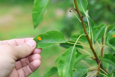 Bahçe bakımı. Bir adam, hastalıklı meyve yapraklarını inceler..