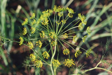 Bitkilerin iyileşme özellikleri. Vahşi dereotu.