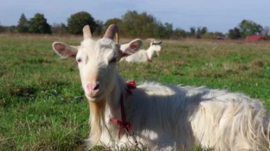 Keçiler çayırda otlar. Tarım. Keçilerin bakımı.