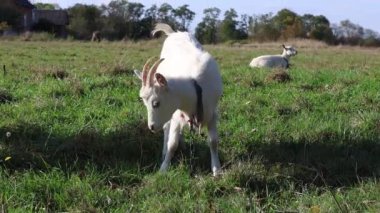 Keçiler çayırda otlar. Tarım. Keçilerin bakımı.