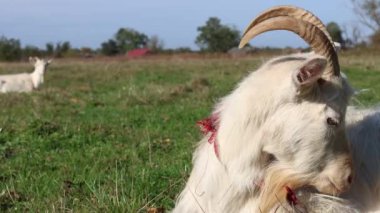 Keçiler çayırda otlar. Tarım. Keçilerin bakımı.